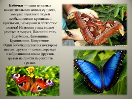 Экологический дневник для юного натуралиста «Изучаем обитателей царства насекомых», слайд 3