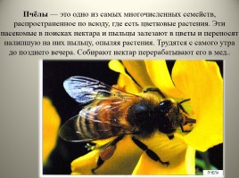 Экологический дневник для юного натуралиста «Изучаем обитателей царства насекомых», слайд 7