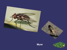 Отряды насекомых, слайд 22