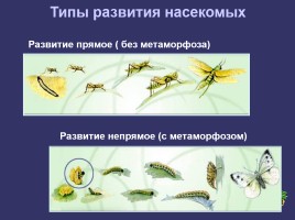 Отряды насекомых, слайд 3
