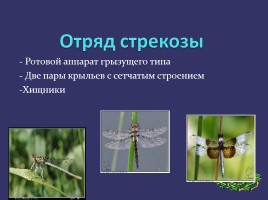 Отряды насекомых, слайд 7