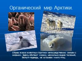 Безмолвная Арктика, слайд 12