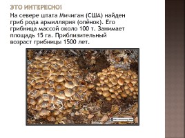 Общая характеристика грибов, слайд 3