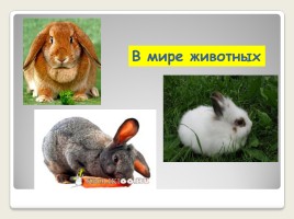 Урок развития речи во 2 классе коррекционной школы VIII вида «Домашние животные - Кролик», слайд 14