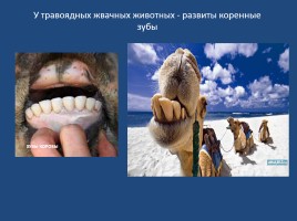 Наши зубы, слайд 11