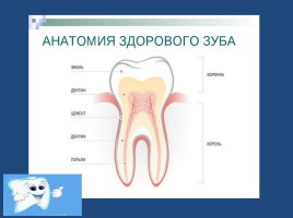 Наши зубы, слайд 13