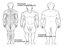 Понятие телосложения и характеристика его основных типов, слайд 5