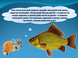 Мир вокруг нас «Кто такие рыбы», слайд 24