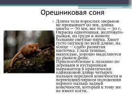 Красная книга Нижегородской области, слайд 10
