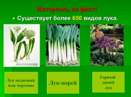 Эффективность выращивания лука различным способом, слайд 6