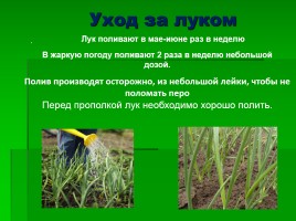 Эффективность выращивания лука различным способом, слайд 8