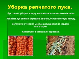 Эффективность выращивания лука различным способом, слайд 9