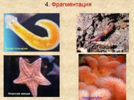 Типы размножения организмов, слайд 10