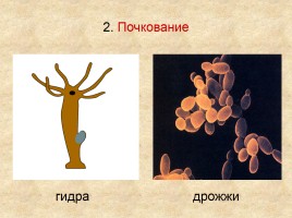 Типы размножения организмов, слайд 8