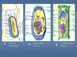 Особенности организации клеток живых организмов, слайд 3