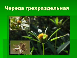 Растения родного края, слайд 5