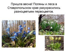 Первоцветы Ставропольского края, слайд 2