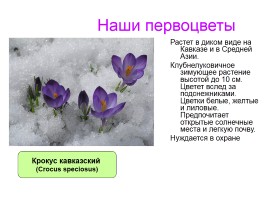 Первоцветы Ставропольского края, слайд 5