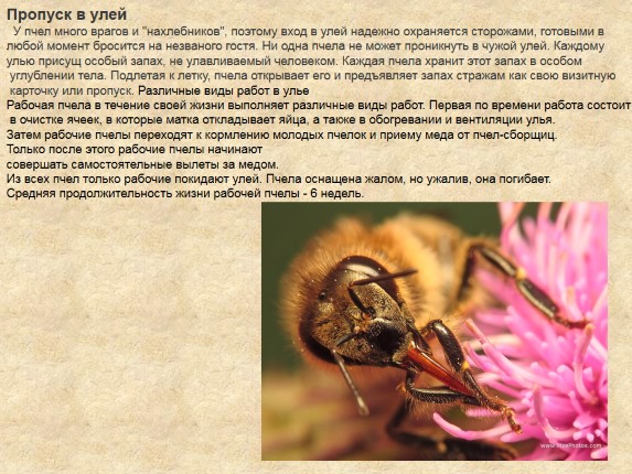 Презентация «Пчёлы»