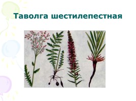 Степные растения и животные, слайд 5