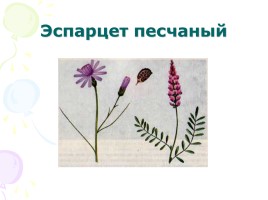 Степные растения и животные, слайд 9