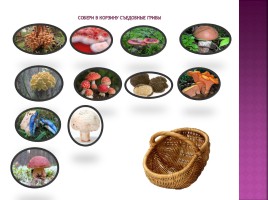 Разнообразие грибов, слайд 8