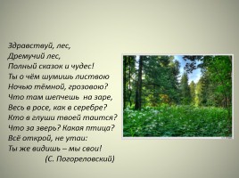 Леса России, слайд 13