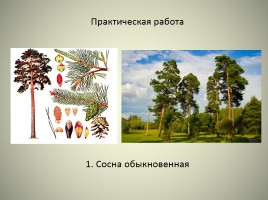 Леса России, слайд 18
