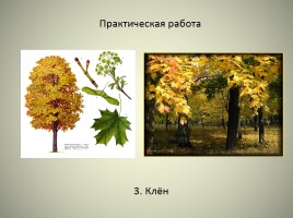 Леса России, слайд 20