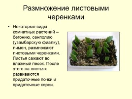Вегетативное размножение растений, слайд 11