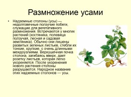 Вегетативное размножение растений, слайд 6