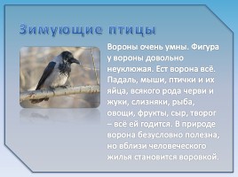 Зимующие птицы, слайд 12