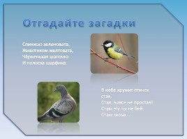 Зимующие птицы, слайд 16