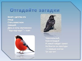 Зимующие птицы, слайд 18