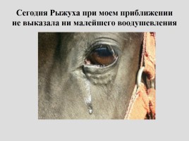 Урок-размышление «О чём плачут лошади», слайд 13