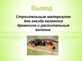 Из чего осы строят свои гнёзда?, слайд 15