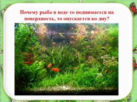 Исследовательская работа по теме: «Почему аквариумные рыбки плавают», слайд 13