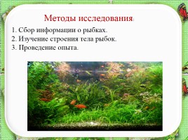 Исследовательская работа по теме: «Почему аквариумные рыбки плавают», слайд 6