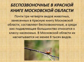 Красная книга Подмосковья, слайд 8