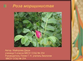 Роза морщинистая, слайд 1