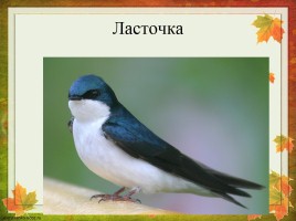 Перелетные птицы Оренбургской области, слайд 16