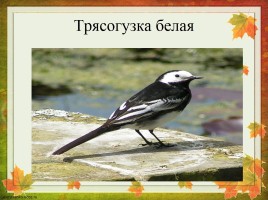 Перелетные птицы Оренбургской области, слайд 27