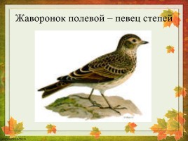 Перелетные птицы Оренбургской области, слайд 4