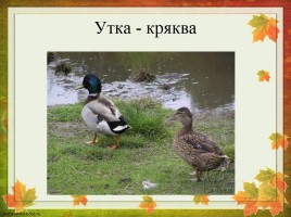 Перелетные птицы Оренбургской области, слайд 7