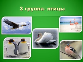 Какие бывают животные?, слайд 10
