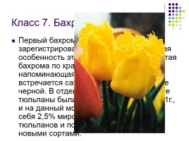 Тюльпаны и нарциссы, слайд 11