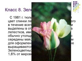Тюльпаны и нарциссы, слайд 12