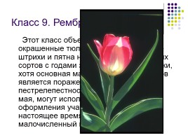 Тюльпаны и нарциссы, слайд 13