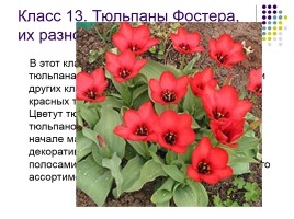 Тюльпаны и нарциссы, слайд 16
