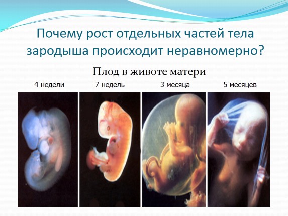 Презентация «Внутриутробное развитие человека»